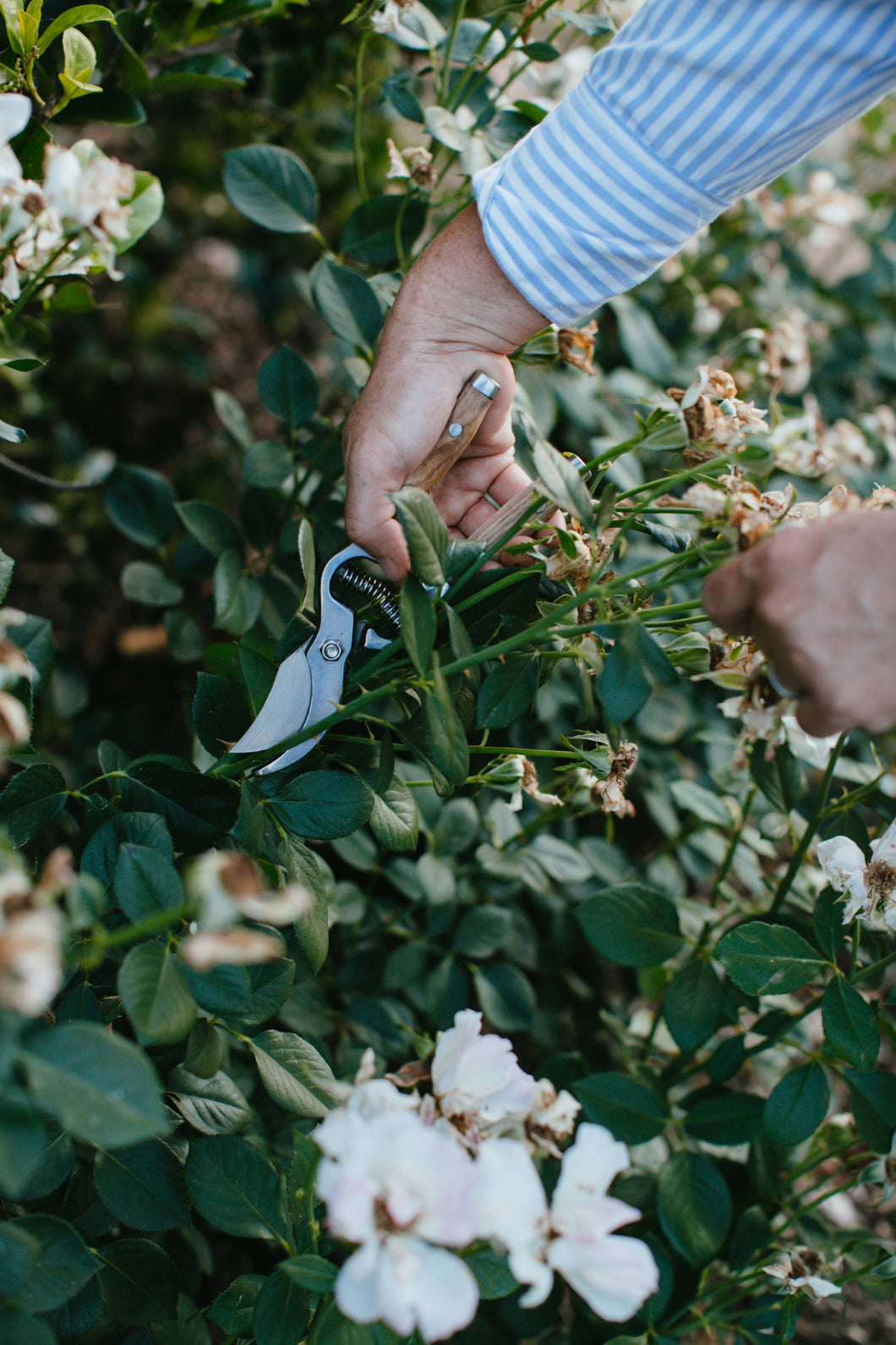 Wooden Handled Secateurs